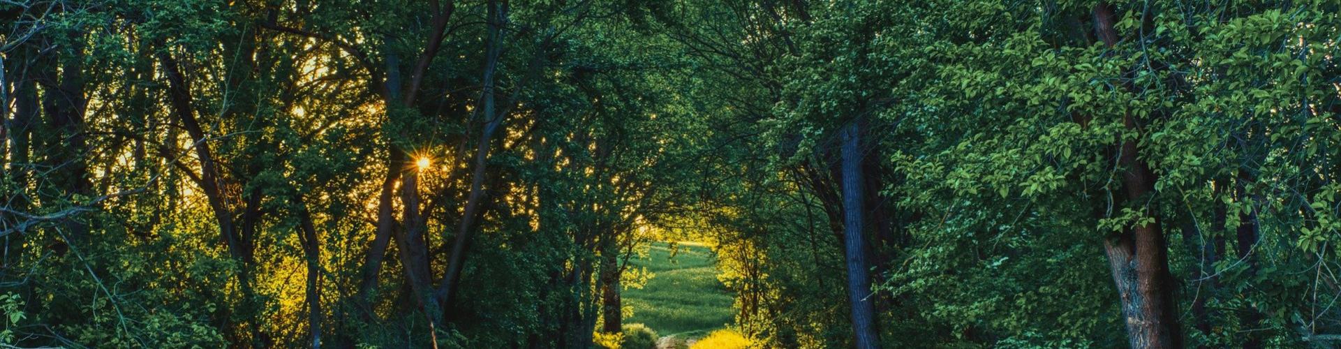 saint charles le forêt